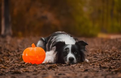 a black and white dog laying on the ground next to a pumpkin Halloween Border Collie Border Collie Fall Foliage, Border Collie Autumn Photo, Border Collie In Autumn Field, saddle brown