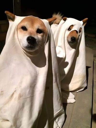 two dogs wrapped in blankets on the ground Shiba Inu Halloween Doge Costume, Ghost Shiba, Shiba Inu Halloween, Ghost Doge, Dog Ghost Costume Meme, gray