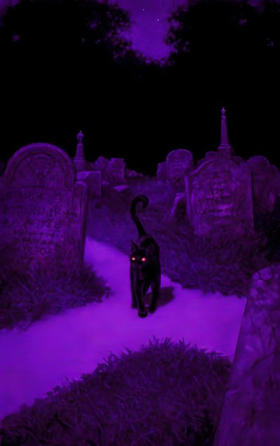 a black cat walking through a cemetery at night with purple light on it's face Purple Purple Edgy Aesthetic Halloween Neon Purple, Dark Purple Halloween Background, Black And Purple, midnight blue