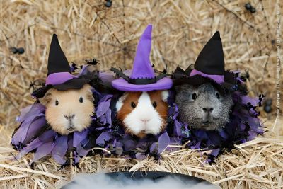 three guinea pigs wearing witches hats in hay Halloween Guinea Pig Guinea Pig Witch Costume, Halloween Guinea Pig, Guinea Pigs In Costumes, gray