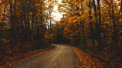 a dirt road surrounded by lots of trees with yellow leaves on the ground and orange foliage all around Halloween Road Autumn Macbook High Quality, Macbook Autumn High Quality, Fall Foliage Desktop, dark olive green