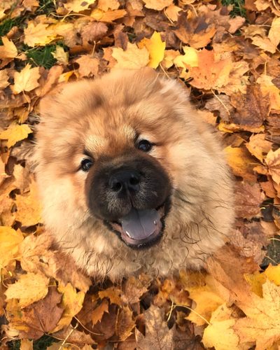 a brown dog laying on top of leaves Halloween Chow Chow Chow Chow Puppy In Grass, Brown Chow Chow Outdoors, Tan Chow Chow, Cmielow Chow Dog, peru