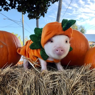 a small pig wearing a pumpkin costume on top of hay Halloween Pig Cute Pigs In Costumes, Baby Pigs In Costumes, Pig Dressed As Turkey, Pig In A Costume, sienna