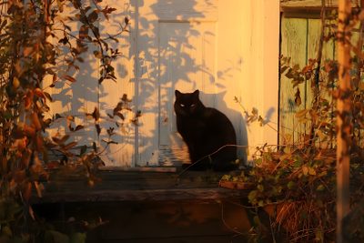 a black cat sitting in front of a white door with vines growing on it's side Halloween Cat Desktop Mia 3, Season Of The Witch, E Card, Autumn Aesthetic, Pics Art, saddle brown