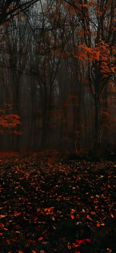 a forest filled with lots of trees covered in leaves Halloween Forest Autumn Woods, Forest Fall, Forest Trees Fog Foliage Autumn, Fall Forest Background, black