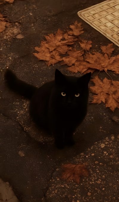 a black cat sitting on the ground next to leaves Aesthetic Halloween Black Cat Soft Fall Aesthetic, Cozy Fall Aesthetic, 4k Fall, Autumn Pictures,