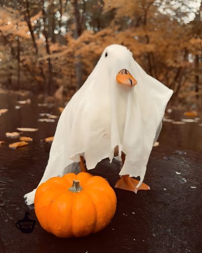 a white ghost is standing next to an orange pumpkin Halloween Goose Ducks In Costumes, Halloween Duck Pfp, Fall Goose, Halloween Duck, Duck Ghost, saddle brown