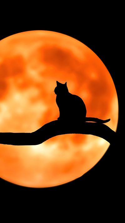 a cat sitting on top of a tree branch in front of a full orange moon Black And Orange Halloween Cat Silhouette On Branch With Full Moon, Full Moon Cat Art, Halloween Decoration Ideas,