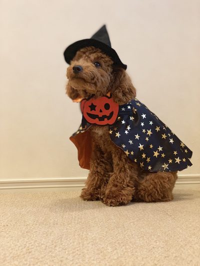 a dog dressed up as a witch with a pumpkin on it's chest and hat Halloween Poodle Poodle In Costume, Black Poodle Halloween Costume, Toy Poodle Costume, wheat