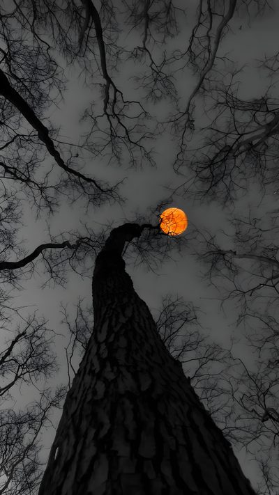 Переходите в тгк там больше обоев ♡    #обои #обоинателефон #телефон Scary Wallpaper, Cute Backgrounds For Phones, Dark Wallpaper Iphone, Pretty Landscapes, Dark Nature Aesthetic, Cool Wallpapers Art, Clair De Lune, Phone Wallpaper Images, Pretty Wallpapers Backgrounds Halloween Tree Scary, Cute Backgrounds For Phones, Dark Iphone, Pretty Landscapes, dark slate gray