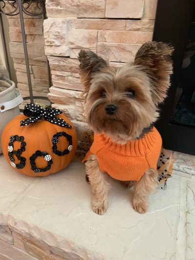a small dog wearing an orange sweater next to a pumpkin on the front porch in front of a fireplace Yorkie Halloween Yorkie Halloween, Yorkie Autumn Pictures, Yorkie Fall, Yorkie Halloween Ideas, rosy brown