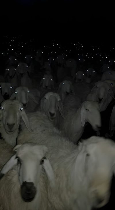 a herd of sheep standing next to each other on a field at night with bright lights Halloween Sheep Scary Animals, Aesthetic Black Sheep, Cabra, Cool Black Sheep, Goat Funny, Black Goat,
