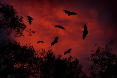 bats are flying in the sky at night with red and black clouds behind them, Halloween Bats Desktop Scardey Bat, Bat Swarm At Sunset, Bat Silhouette In Dark Sky, black
