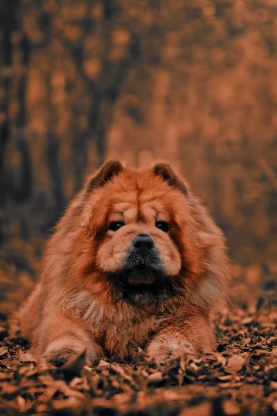 a brown dog laying on top of leaf covered ground Halloween Chow Chow Chow Chow, Animals, saddle brown