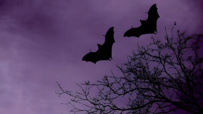 two bats are flying in the sky above a tree Halloween Bat Laptop Aesthetic Purple Bat Background, Light Purple Halloween Aesthetic, Purple Bat Pfp, dark slate blue