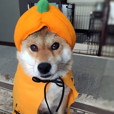a small dog wearing a pumpkin costume on its head and collar, looking at the camera Shiba Inu Halloween Shiba Inu Pumpkin Ideas, Shiba Inu Halloween, Shiba Inu Fall Pictures, dim gray