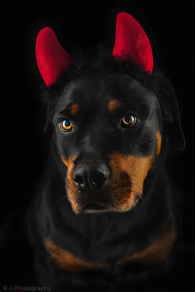 a black and brown dog with horns on it's head Halloween Rottweiler Demon Rottweiler, Halloween Rottweiler Art, Rottweiler Red Background, black