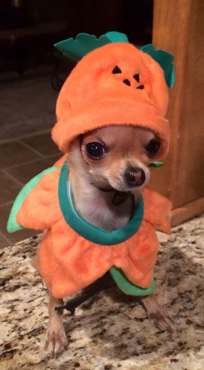 a small dog dressed in an orange costume Halloween Chihuahua Cute Chihuahua Costumes, Chihuahua Wearing A Costume, Chihuahua In Costume, sienna
