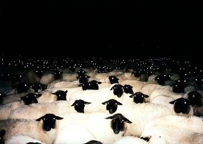 a herd of sheep standing next to each other Halloween Sheep Sheep Eye, Black Sheep Eyes, Sheep Eyes, Dark Sheep Aesthetic, Sheep Aesthetic Dark,
