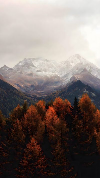 the mountains are covered in snow and trees with orange leaves on them, as well as white capped peaks Halloween Mountain Autumn Trees With Mountains In Background, Fall Trees Mountains, Mountains In Autumn, dim gray