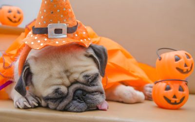 a pug dog is dressed up as a witch with pumpkins on the ground Halloween Dog Hd Funny Dog Autumn Photo, Fun Halloween Activities For Pets, Pet Photography Tips For Halloween, rosy brown