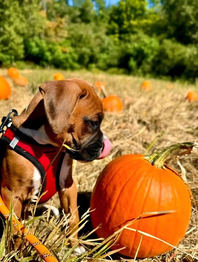 a dog is sitting in the hay next to pumpkins Halloween Boxer Dog Boxer Pumpkin, Boxer Puppy In A Basket, Boxer Dog Fall, dark goldenrod