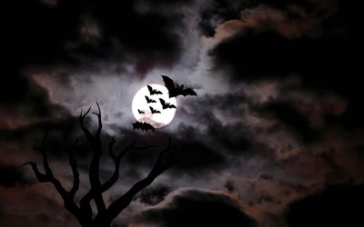 bats flying in front of a full moon on a cloudy night with trees silhouetted against the dark clouds Bats Halloween Spooky Full Moon With Bats, Bats Dark Aesthetic, Gothic Halloween Bats, black