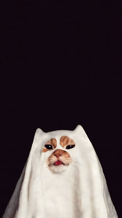 a cat is hiding in a white cloth with its eyes wide open and it's head peeking out Funny Halloween Aesthetic Funny Cat Lockscreen, Funny Cat Phone, Strange Cat, Cat Funny Aesthetic, black
