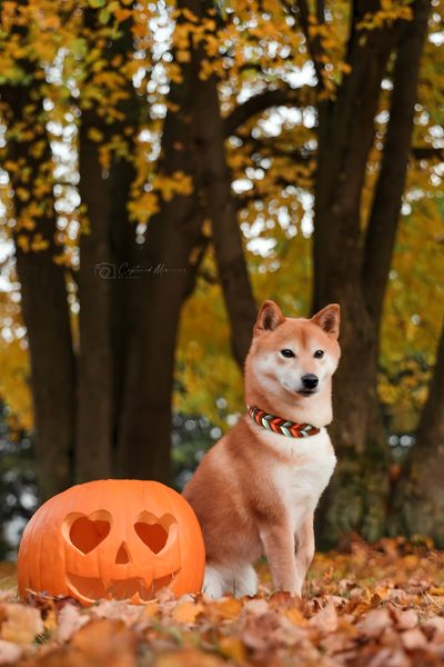 a dog sitting next to a carved pumpkin Shiba Inu Halloween Akita Inu Autumn Photo, Shiba Inu Fall Pictures, Shiba Inu In Autumn Park, saddle brown