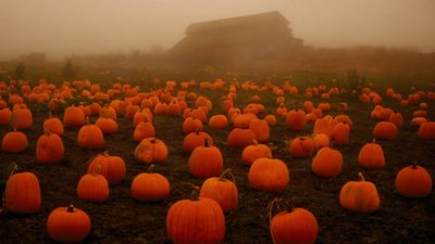 a field full of pumpkins in the fog Halloween Patch Halloween, Halloween Desktop, Photo Halloween, Laptop, Pumpkin, saddle brown