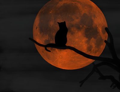 a black cat sitting on a branch in front of a full moon with red light Black And Orange Halloween Halloween Red Moon Art, Black Cat With Red Moon, Halloween Black Cat Orange Background,