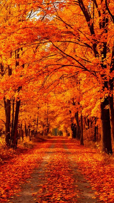 an autumn scene with leaves on the ground and trees in the foreground, all orange Orange Aesthetic Halloween Boho Autumn Aesthetic, Seasons Autumn, Orange Nature Photography, firebrick