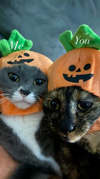 two cats wearing pumpkin hats on their heads with the caption, me and you Matching Halloween For 2 Halloween Pictures, Halloween, Dogs, Halloween Animal Matching Pfp, dark olive green
