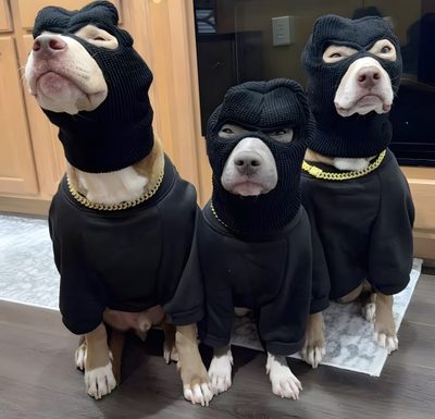 three dogs wearing sweaters and hats sitting next to each other Trio Halloween 3 Dogs Funny, 3 Pitbulls, Goofy Trio Pfp, Trio Pictures Pfp, dark slate gray