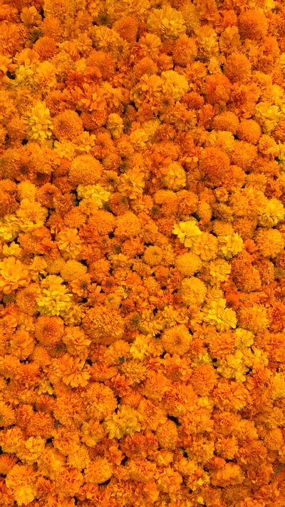 an overhead view of yellow and orange flowers in full bloom, with the background textured Halloween Marigold Marigold Template, Yellow Marigold, Marigold Flowers, Marigold Yellow Aesthetic, chocolate