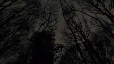 the sky is dark and there are no leaves on trees in the woods at night Halloween Live Pc Dark Forest Gif, Night Nature, Creepy Forest Gif, Hoia Baciu Forest, black