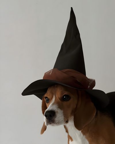 a dog wearing a witches hat on top of it's head Cute Beagle Halloween Fall Dogs Aesthetic, Autumn Beagle Photo, Dog Fall Aesthetic, dark gray