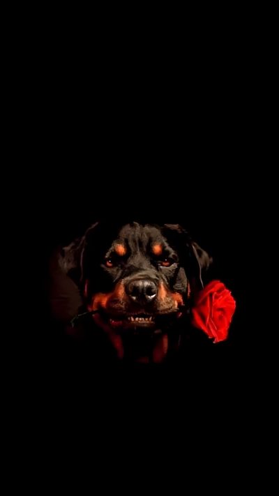 a black dog with a red rose in its mouth Halloween Rottweiler Rottweiler Photos, Rottweiler Red Background, Rottweiler On Fire, black