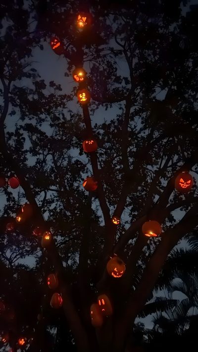 a tree filled with lots of pumpkins on top of it's branches at night Halloween Tree Halloween Aesthetic Background, Cute Aesthetic Halloween, Halloween Iphone Aesthetic, black