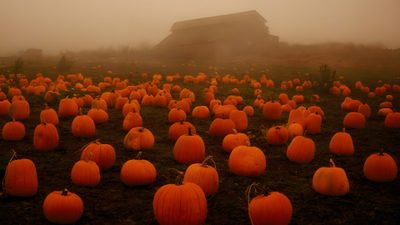 a field full of pumpkins on a foggy day with a barn in the background Halloween Pumpkin Patch September Is Halloween Eve, September Halloween Eve, Pumpkin Season, saddle brown