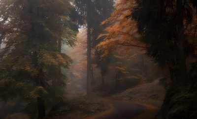 a road in the middle of a forest with trees on both sides and yellow leaves on the ground Halloween Woods Autumn Aesthetic Pc, Foggy Autumn Aesthetic, Misty Autumn Aesthetic, dark slate gray
