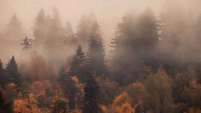 trees with yellow and red leaves in the foreground are shrouded by fog Halloween Banner With Forest Medium Widget Fall Aesthetic, Autumn Aesthetic Ipad, Fall Aesthetic Background Desktop, dim gray