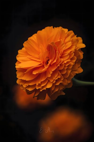 an orange flower on a black background Halloween Marigold Orange Marigold Flower At Night, Flor De Cempasuchil Fondo, Marigold Flower Photography, black