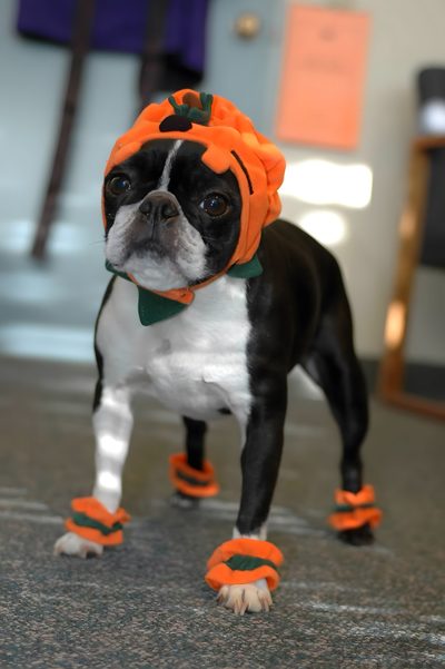a boston terrier dressed up in an orange hat and matching shoes for the halloween season Halloween Boston Terrier Boston Halloween Costumes, Boston Terrier Pumpkin, Autumn Boston Terrier Photo, dim gray