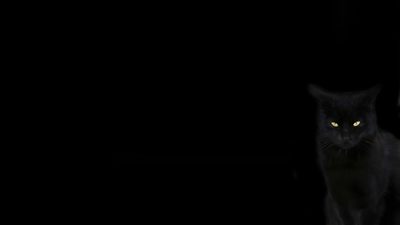 a black cat sitting in the dark with glowing eyes Desktop Black Cat Halloween Animals,