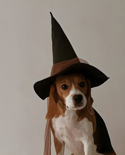 a small dog wearing a witches hat on top of a wooden table next to a white wall Cute Beagle Halloween Beagle Bagel Costume, Beagle Fall, Beagle Fall Photos, Autumn Beagle Photo, rosy brown