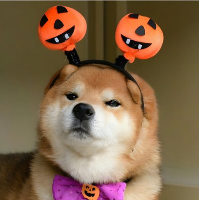 a brown dog wearing a purple bow tie with two pumpkins on it's head Shiba Inu Halloween Shiba Inu Pumpkin Ideas, Akita Halloween Costumes, Shiba Inu Halloween, dark olive green