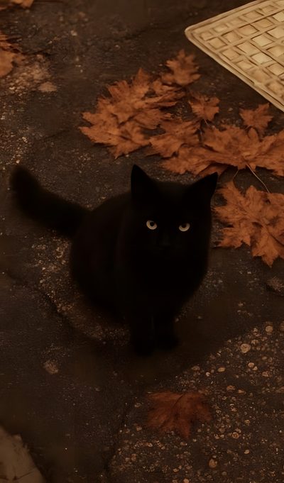 a black cat sitting on the ground next to leaves Halloween Black Cat Halloween 4k Fall, Fall Pp, Soft Fall Aesthetic, Autumn Spooky Aesthetic,