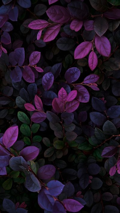 purple and green leaves in the dark Halloween Plant Purple Forest Foliage Iphone, Purple Foliage Background, Dark Purple Nature Background, black