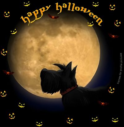 a black scottie dog in front of a full moon with bats and pumpkins Halloween Scottish Terrier Scottie Dog Autumn, Scottie Dog Fall, Scottish Terrier Pumpkin, black